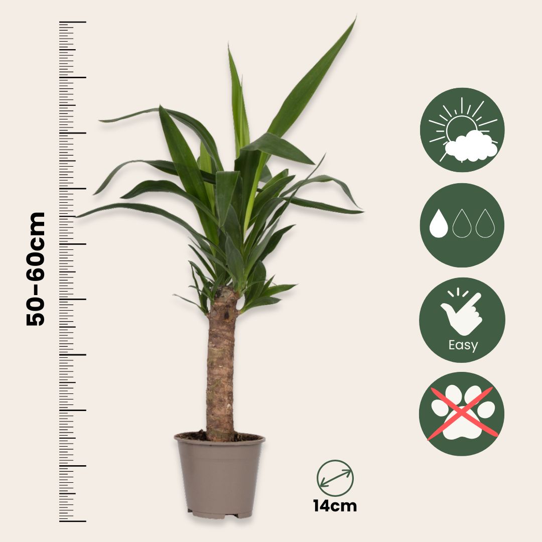 Yuca Pie De Elefante - 6 Pzs - Yucca Elephantipes - Altura 50-60cm - ⌀14cm_2