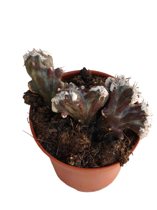 Monvillea Crestata Planta Suculenta Ø5_0