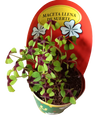 Oxalis Deppei Trebol Planta De La Suerte Ø8