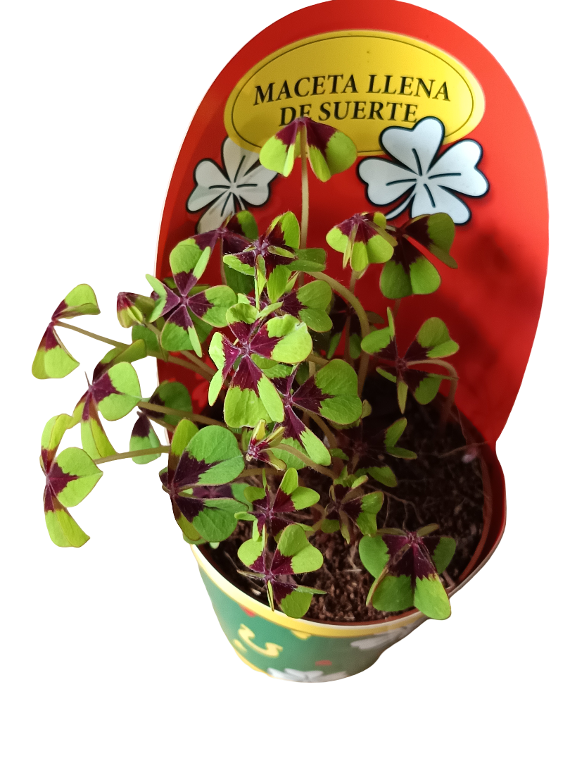 Oxalis Deppei Trebol Planta De La Suerte Ø8_0