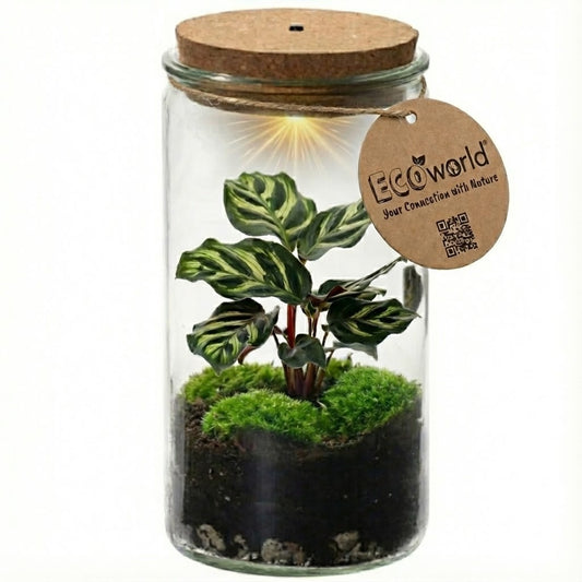 Mini Terrario De Plantas Ø11 Cm - Ecosistema Cerrado En Cristal_0