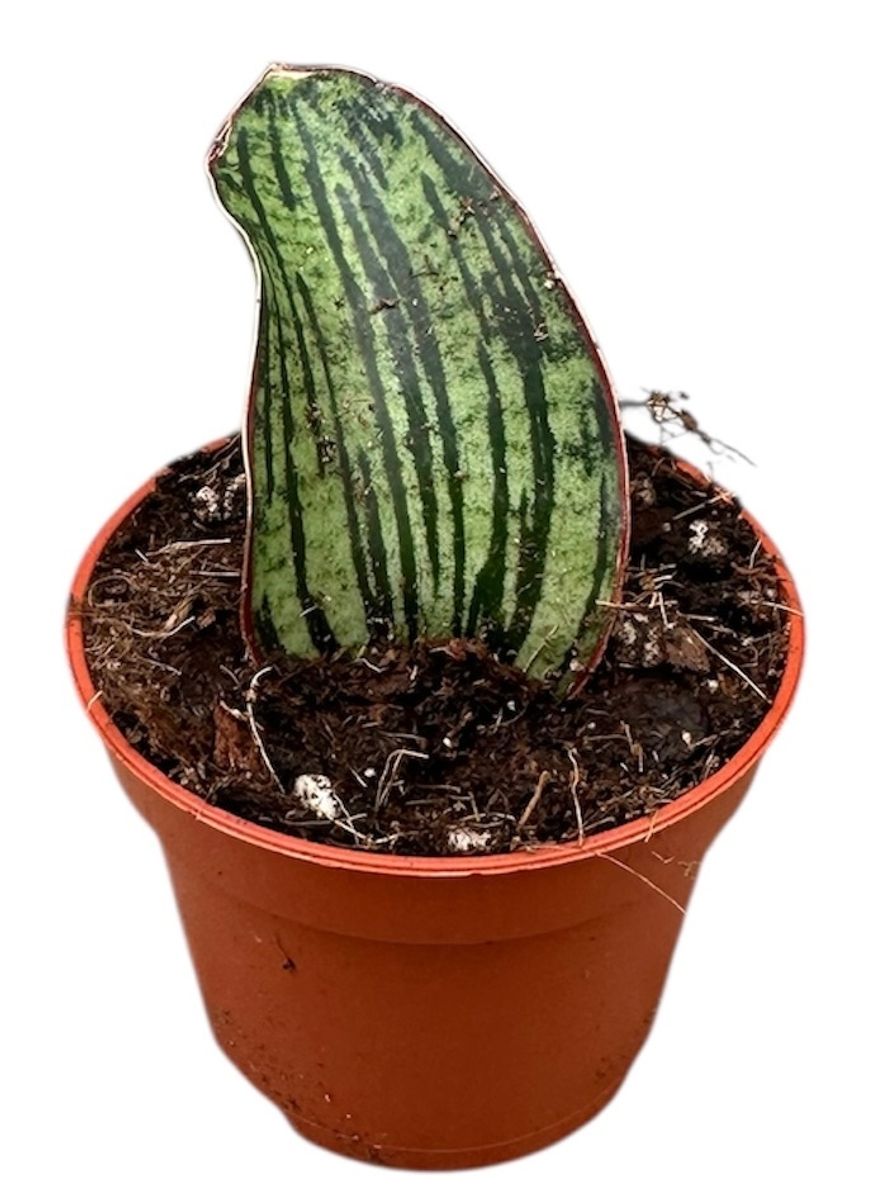 Sansevieria Cleopatra Planta De Interior Ø6