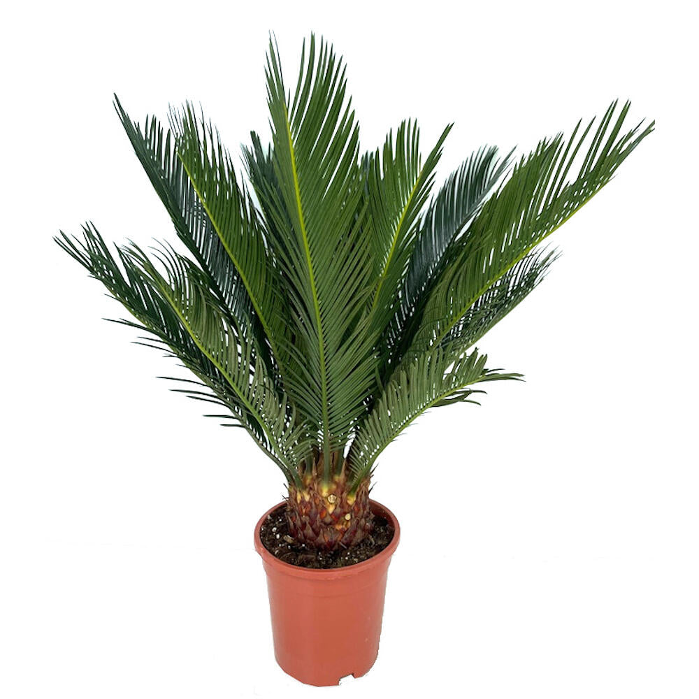 Cyca Revoluta M17 50cm_1