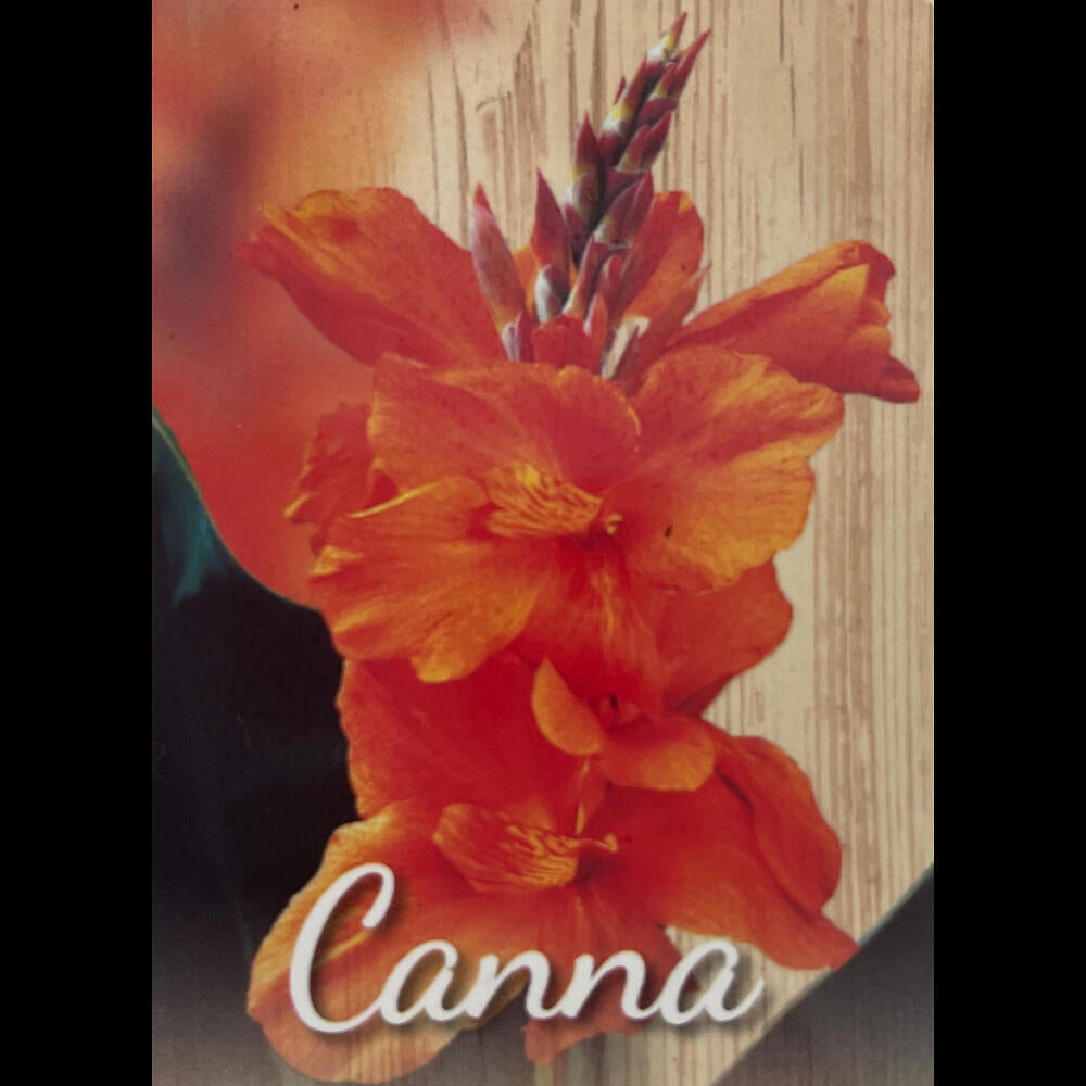 Canna Indica M17 60cm_3