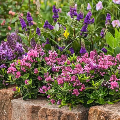 Hebe De Hojas Gruesas - 36 Pzs - Hebe Pinguifolia - Altura 15-20cm - ⌀105cm