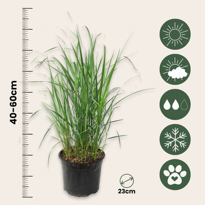 Hierba De Pluma - 2 Pzs - Calamagrostis 'karl Foerster' - Altura 40-60cm - ⌀23cm