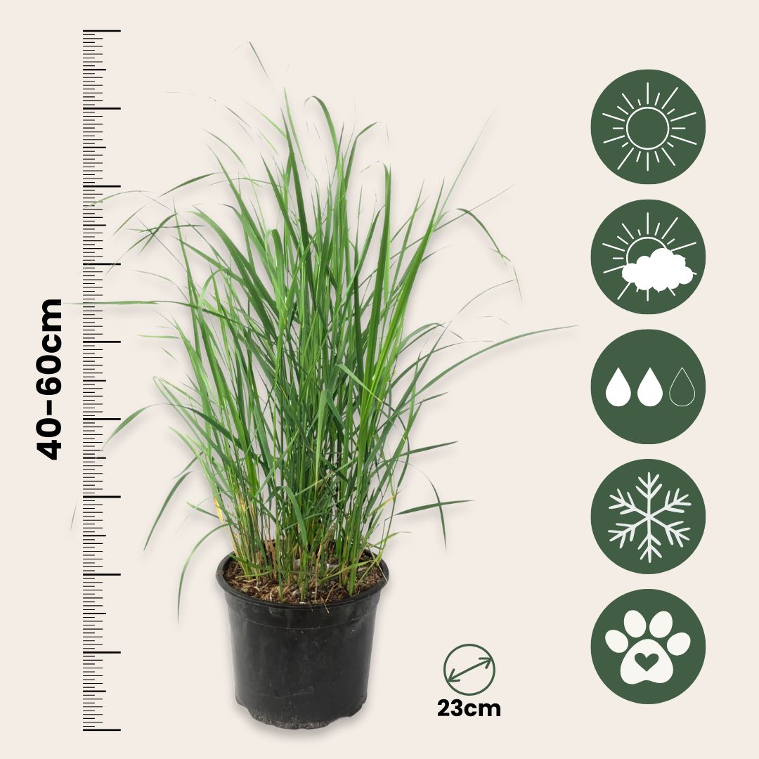 Hierba De Pluma - 2 Pzs - Calamagrostis 'karl Foerster' - Altura 40-60cm - ⌀23cm_2