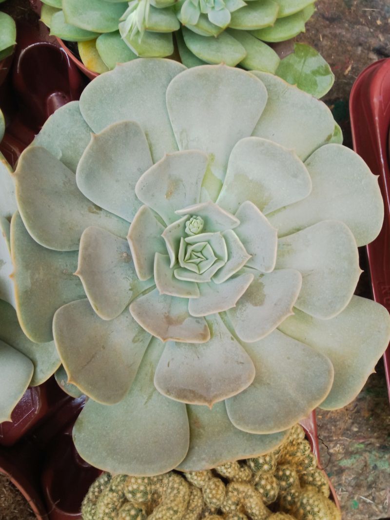 Echeveria Pollux Grande Ø13 Planta Suculenta_0