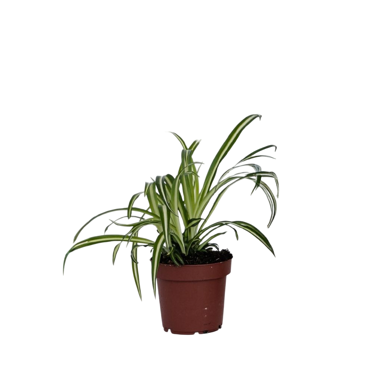 Malamadre - Chlorophytum Comosum 'atlantic' - Altura 25-40cm - ⌀12cm_0