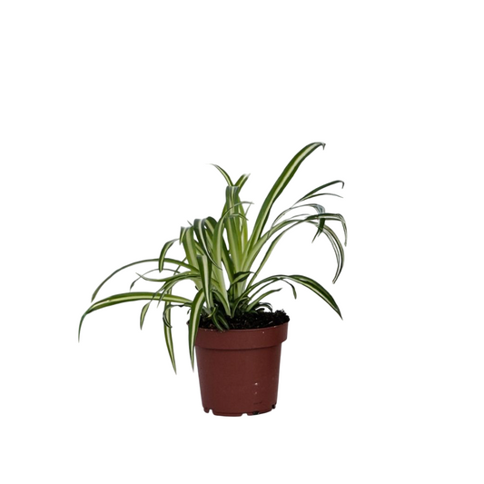 Malamadre - Chlorophytum Comosum 'atlantic' - Altura 25-40cm - ⌀12cm_0