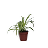 Malamadre - Chlorophytum Comosum 'atlantic' - Altura 25-40cm - ⌀12cm