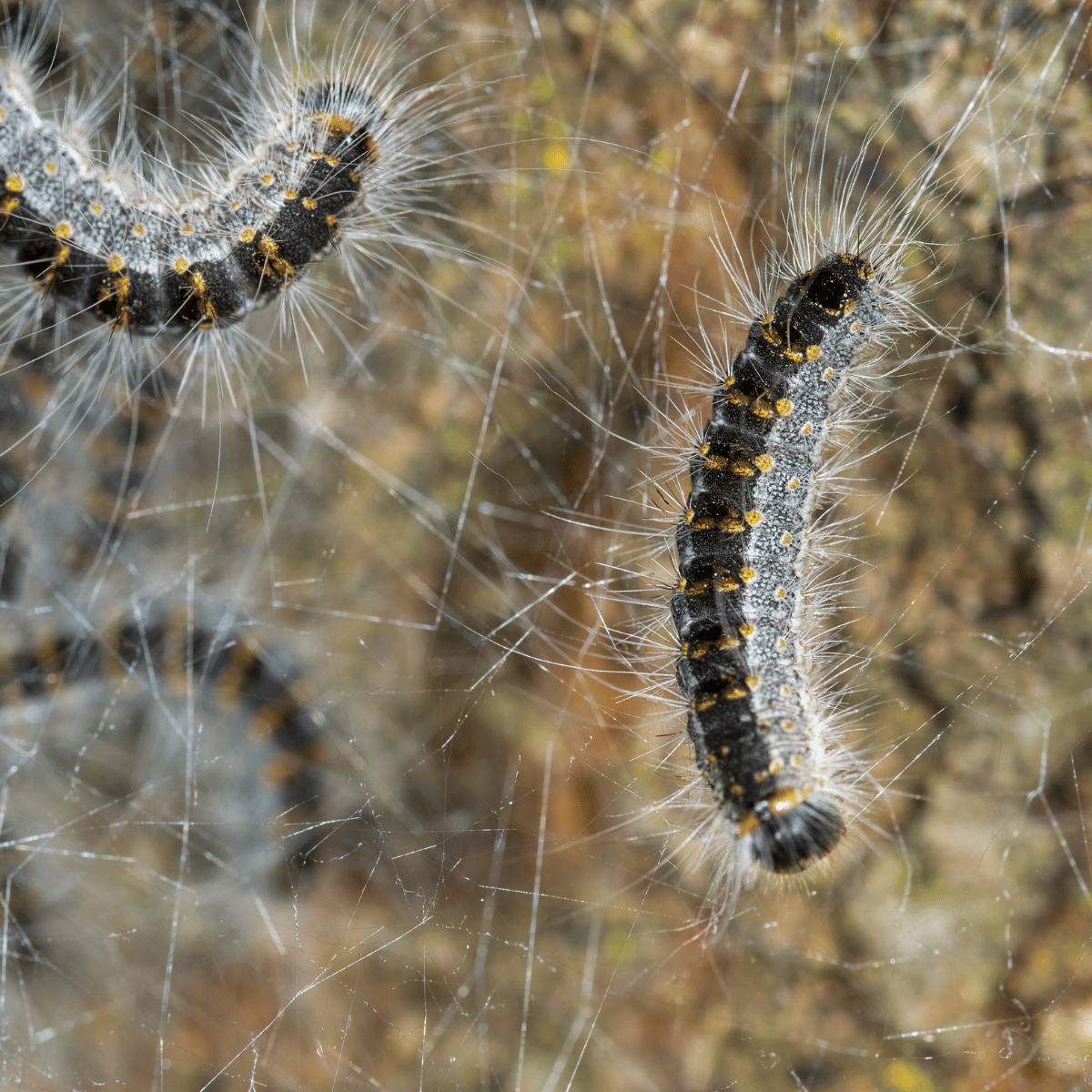 Kit Trampa Collar Procesionaria Del Pino Ecopiege Ø 80 Cm_2
