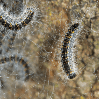 Kit Trampa Collar Procesionaria Del Pino Ecopiege Ø 80 Cm_2