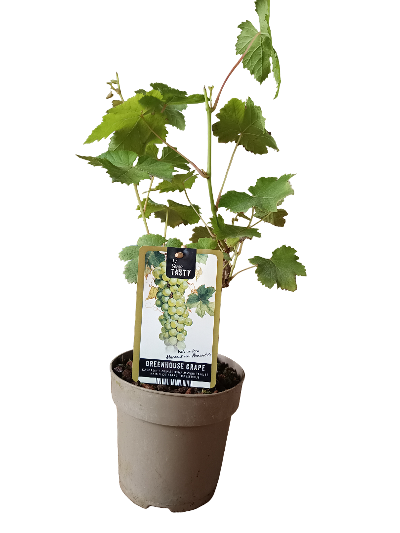 Planta Vitis Moscatel Uva Blanca Muy Dulce