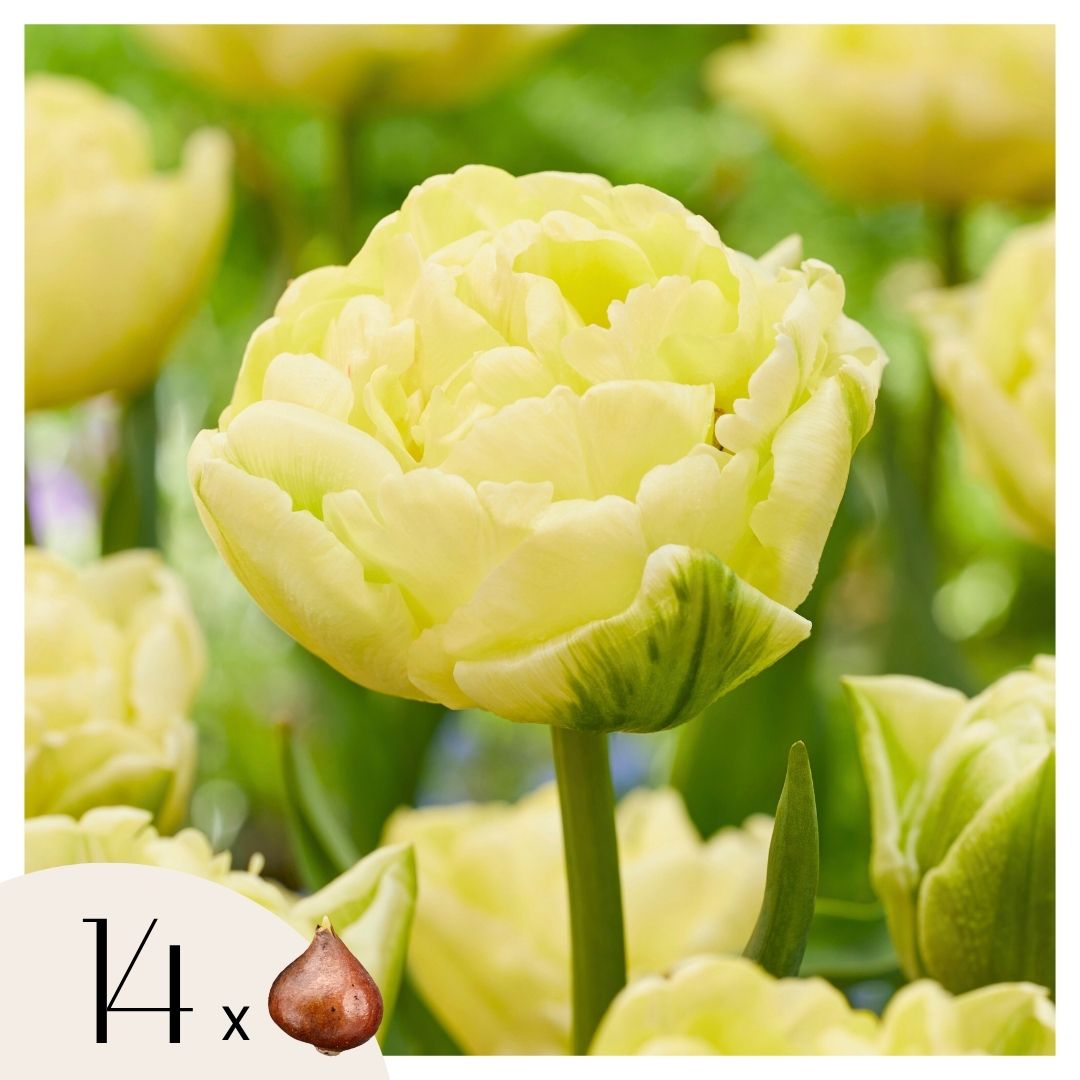 Bulbos De Tulipán - 14 Pzs - Tulipa 'avant Garde' - Bulbos De Flores - Amarillo_0