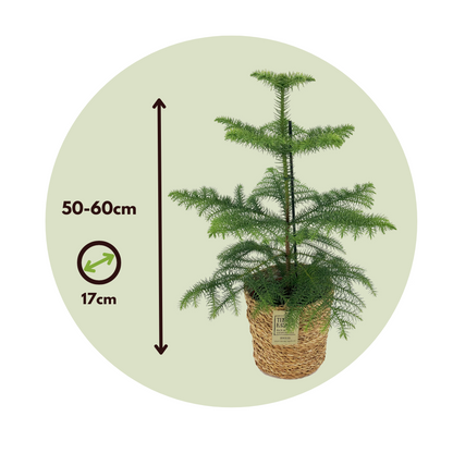 Arbolapp Canarias - Araucaria Heterophylla - Altura 50-60cm - ⌀17cm