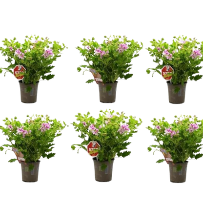 Pack de 6 x Plantas Geranio Limón Maceta De Ø 15 - Repele Los Mosquitos - Planta Citronela_0