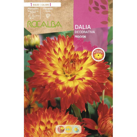 Bulbo Dalia decorativa Procyon 1 unidad (I)