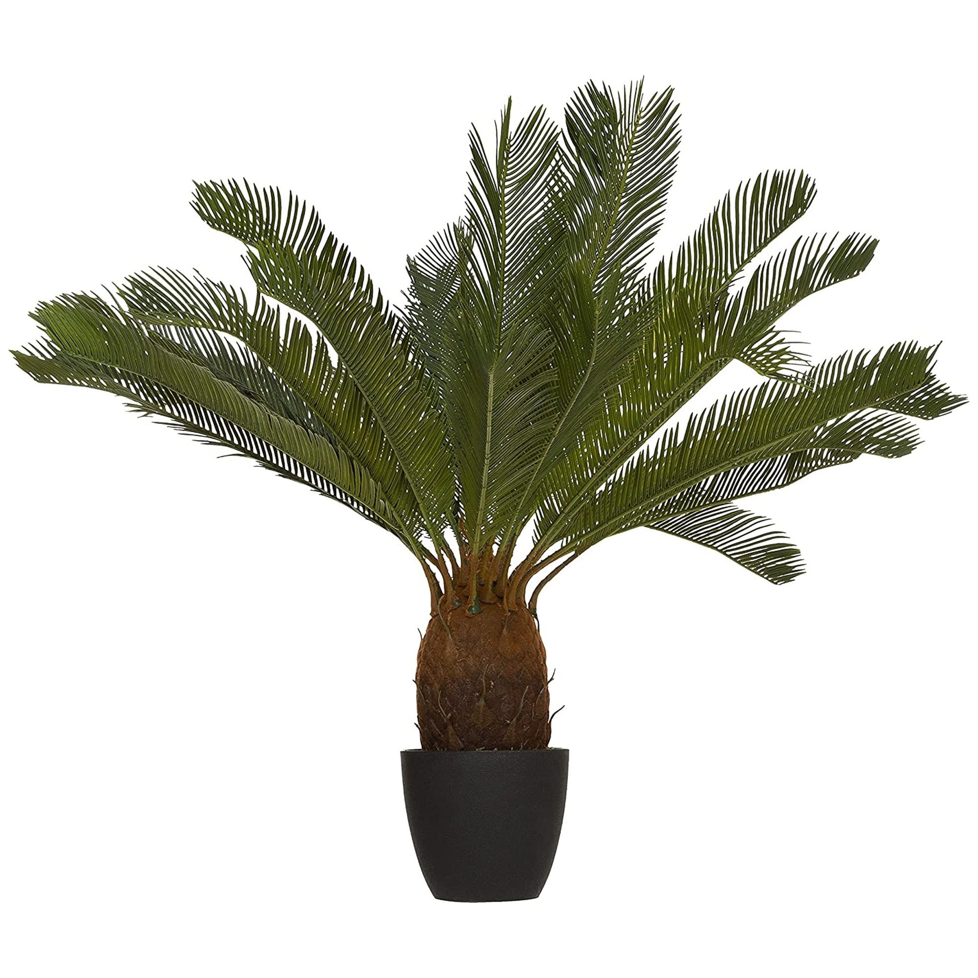 Planta De Piña Altura 93_2