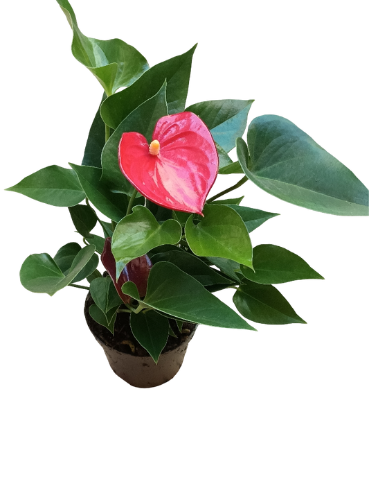 Anthurium Flor Rojo Planta De Interior Ø9 Cm
