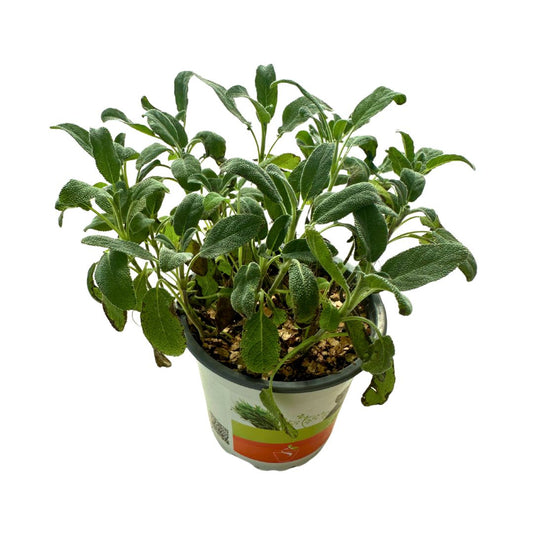 Salvia Planta Ornamental Y Medicinal (salvia Spp.)_0