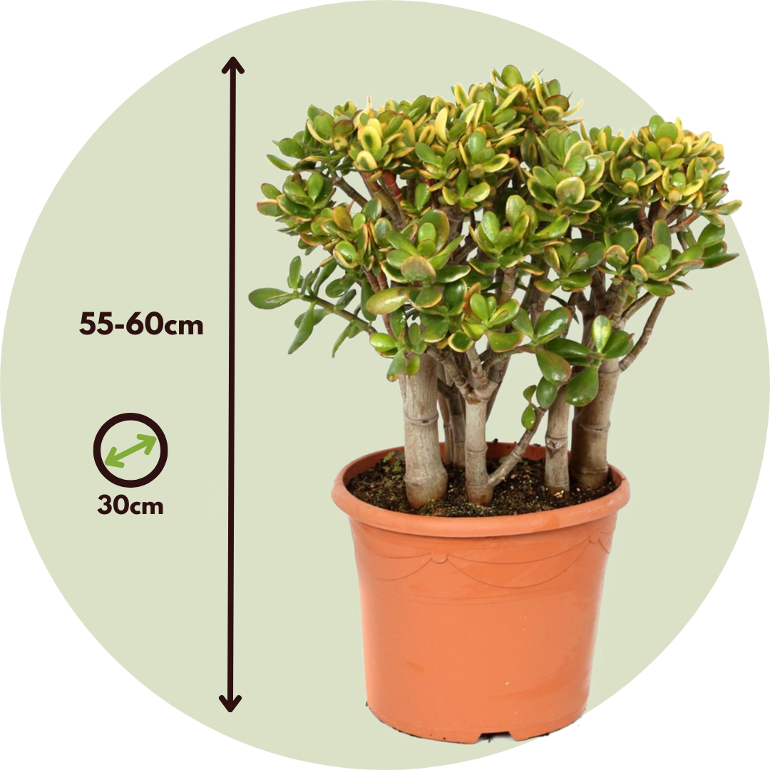Árbol De Jade - Crassula Ovata 'sunset' - Altura 55-60cm - ⌀30cm_2