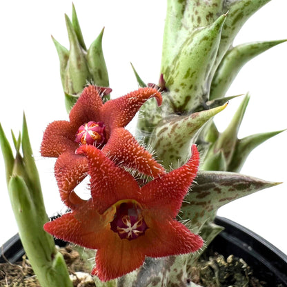 Huernia ‘alice’; Planta Suculenta Con Floración Llamativa, Flor Marrón; Diámetro Maceta 9 Cm_1