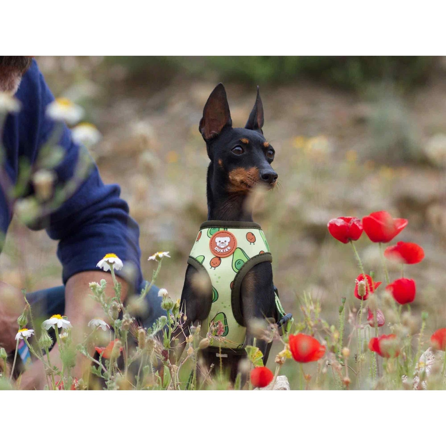 Arnés reversible para perro AVOCADO Dukier XL
