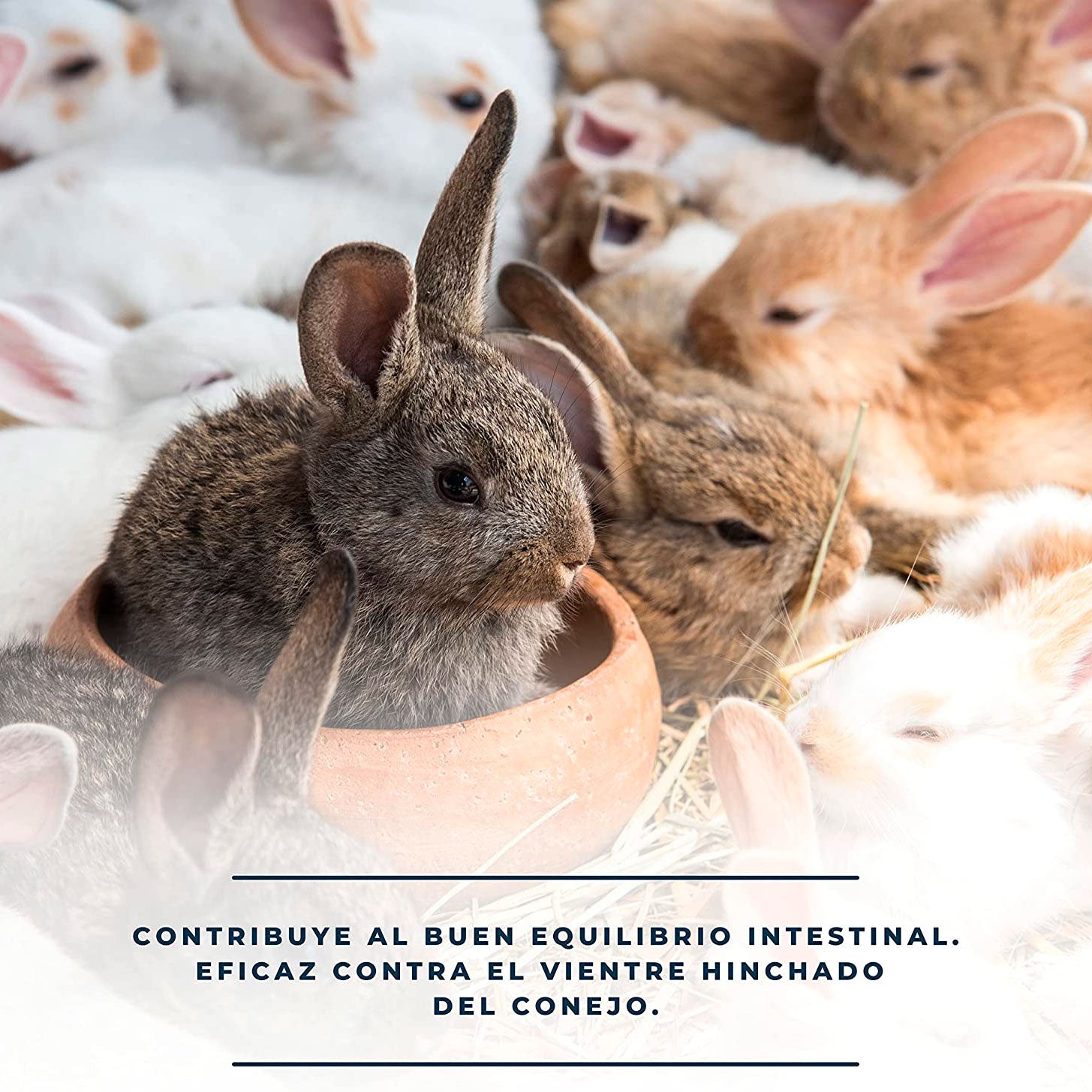 CuniDigest  – Complemento nutricional líquido (250ml) para conejos – Apoyo digestivo en periodos sensibles_2