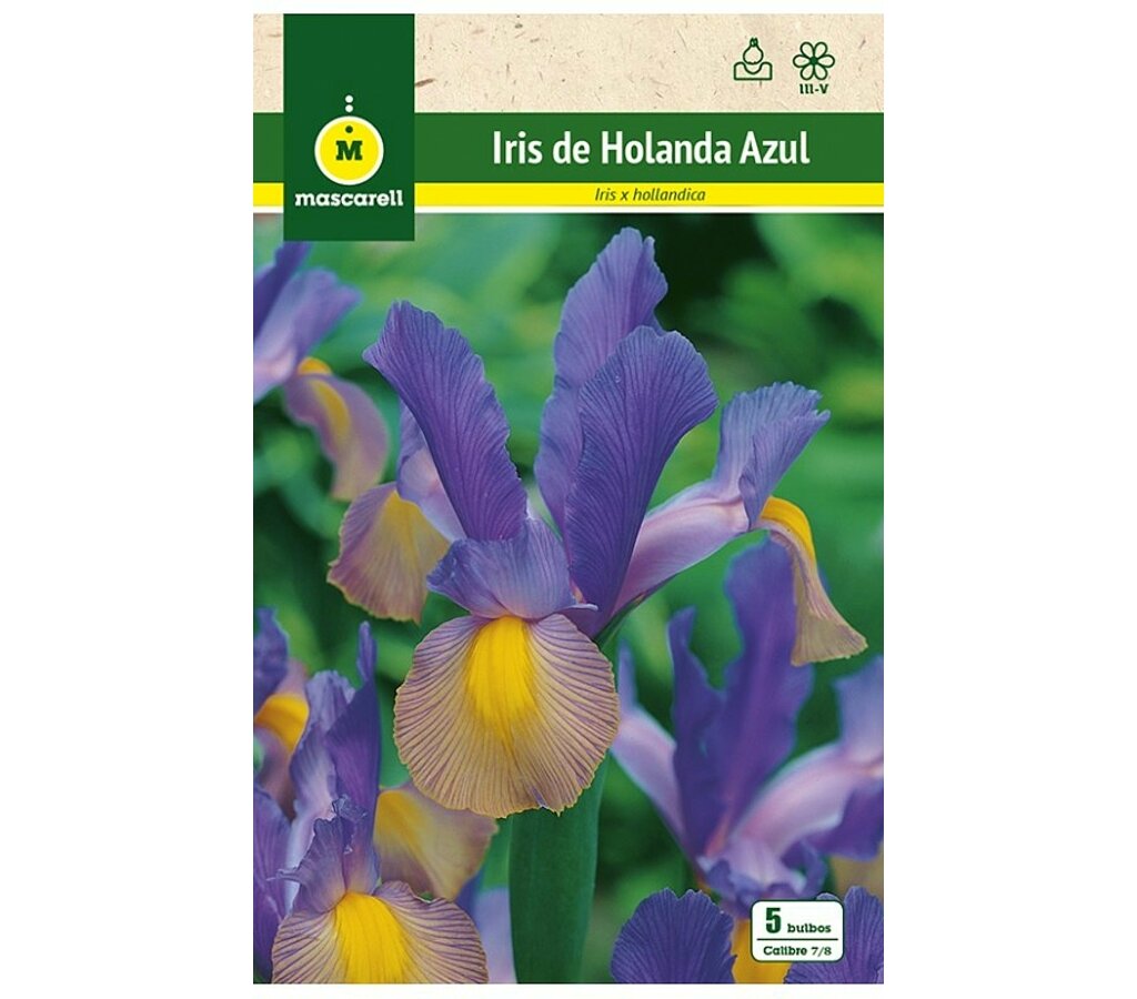 Bulbo Iris De Holanda Azul_0