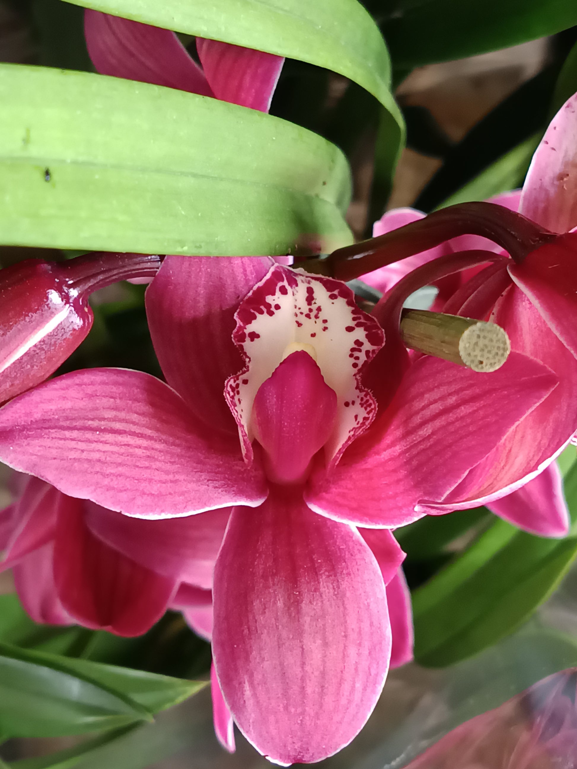 Cymbidium Floración Nº 8 Orquidea Terrestre Tolera Frio Y Sequia Altura +70