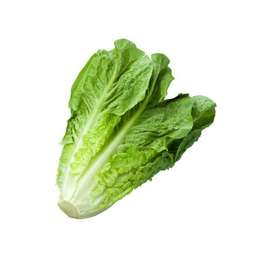 Plantón de Lechuga cogollos en maceta 11 cm