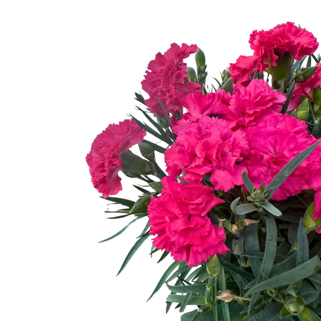 Clavel En Maceta De 18cm: La Flor Perfecta Para Alegrar Tu Hogar_1