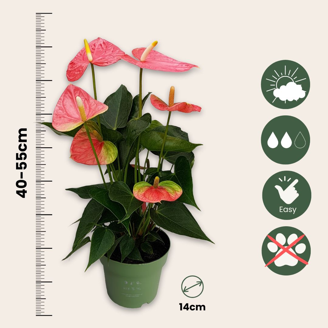 Anturio - Anthurium 'colorado Pink' - Altura 40-55cm - Ø14cm
