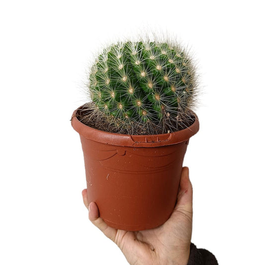 Parodia Penicillata M17_0