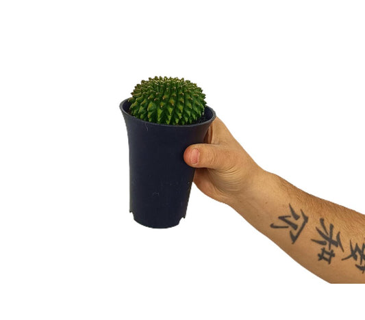 Gymnocalycium Spineless M10_0