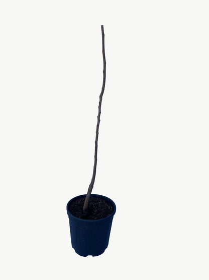 Frutal Kaki Persimon - Planta Natural - Maceta 26cm. - Altura Aprox. 120/150_2