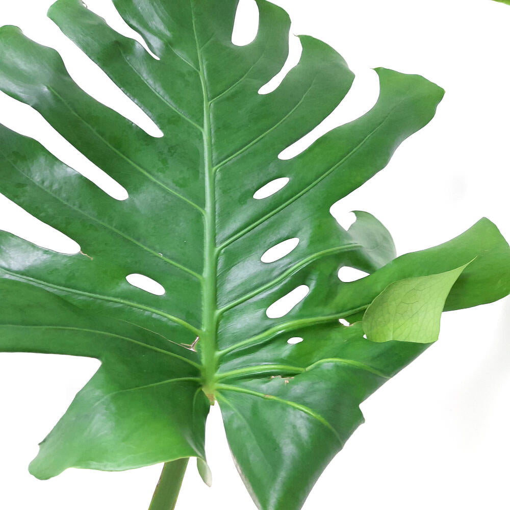 Monstera Deliciosa M24 140cm (costilla De Adán)_1