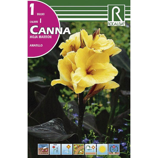 Bulbo Canna hoja marrón Amarillo 1 unidad (I)