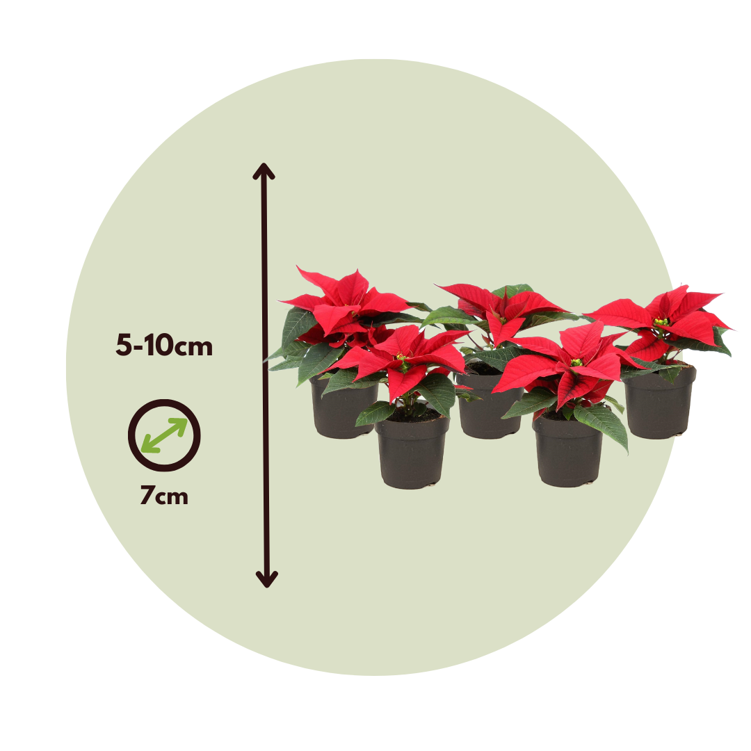 Planta De Navidad Poinsettia - 10 Pzs - Euphorbia - Altura 5-10cm - ⌀7cm_2