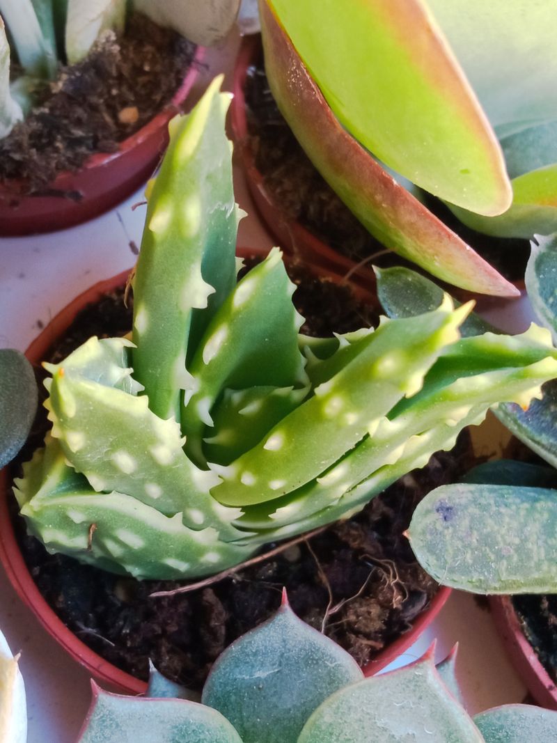 Aloe Mitriformis Planta Suculenta 5 Cms_0