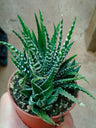Haworthia Sp 1 Planta Suculenta 5 Cm