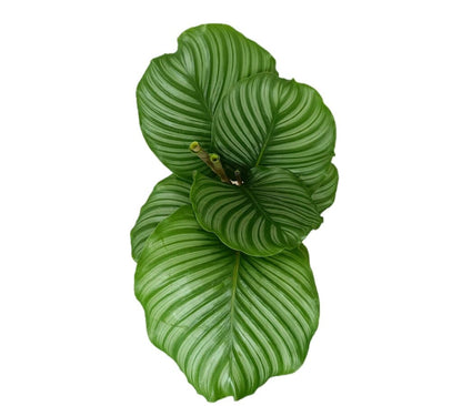 Calathea Orbifolia M19_1
