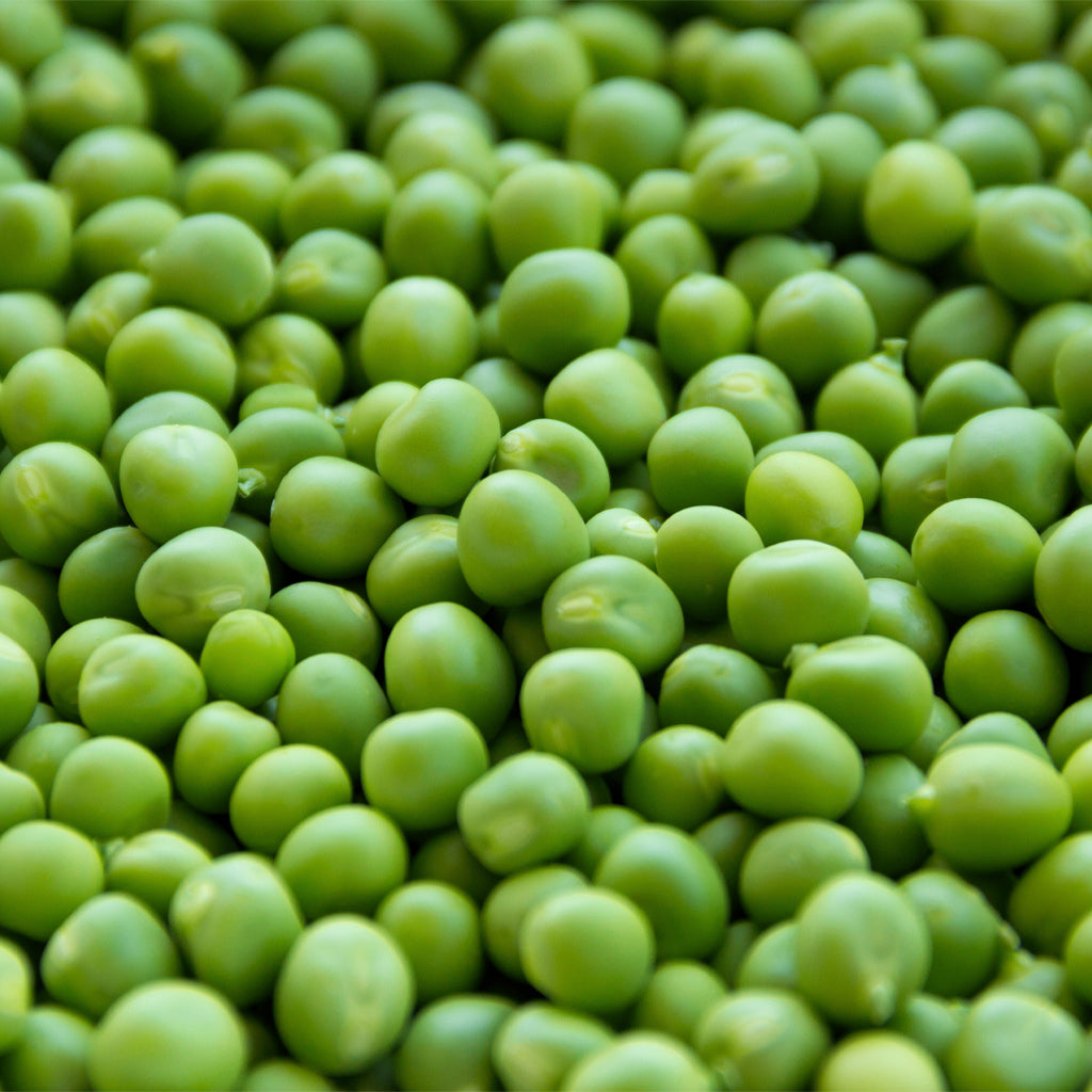 Plantón Guisante De Mata Baja 4 Unidades - Plantabo.