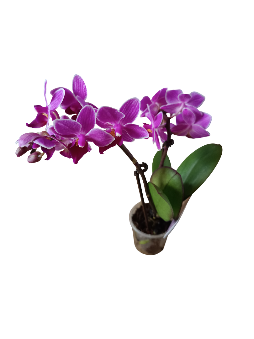 1 Mini Orquidea Surtida Ø6 Cms Altura Aprox 20 Cms - Sin Floracion Activa_0