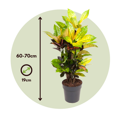 Croton - Codiaeum Variegatum 'mrs. Iceton' - Altura 60-70cm - ⌀19cm_2