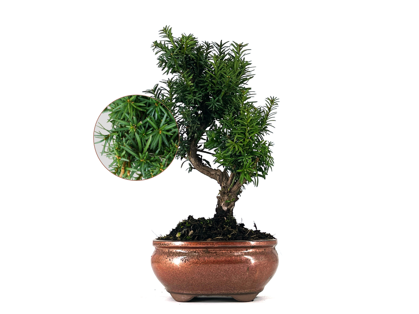 Bonsái Taxus Media – Tejo 9 Años_0