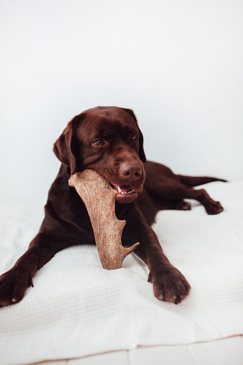 Bimordiscos Asta De Gamo Para Perros.