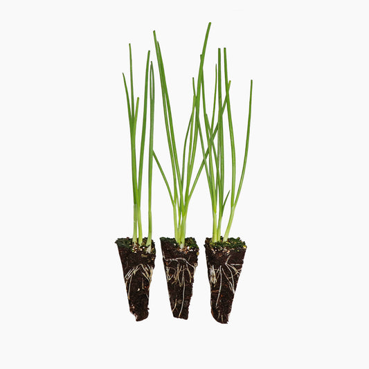 Plantón Cebolla Amarilla - PlantaBo_0