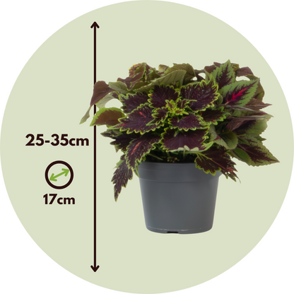 Coleus - 2 Piezas - Coleus Scutellarioides - Altura 25-35cm - ⌀17cm_2